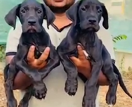 Buy Male Great Dane Puppy from Jaipur